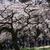 新宿御苑 しだれ桜。