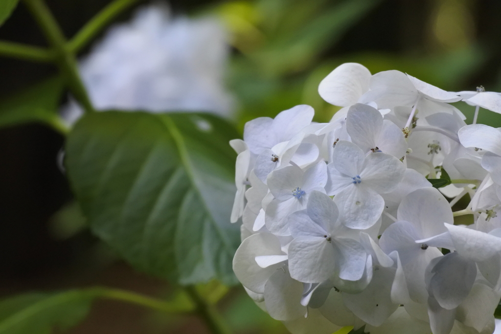 白紫陽花。