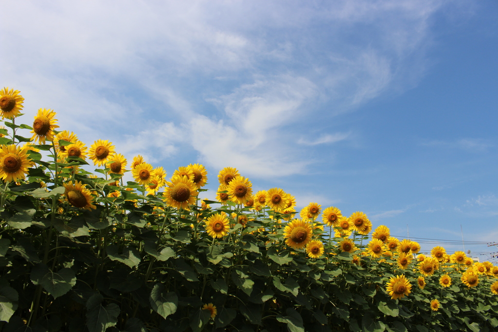 夏空。