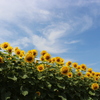 夏空。