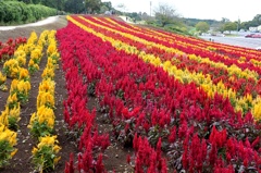 ケイトウの丘。