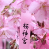 河津桜と花帯。