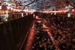 満開時期に雨＾＾；なので、2023桜振り返り。