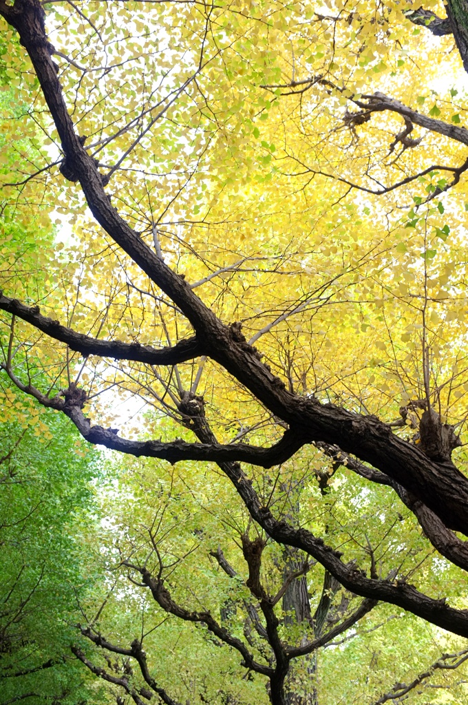 グラデーション。