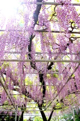 日蓮宗 宮久保山髙圓寺 長寿ふじ。