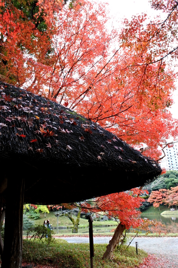 小石川後楽園 紅葉狩り。