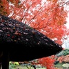 小石川後楽園 紅葉狩り。
