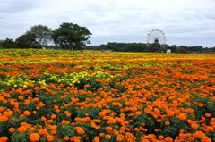 マリーゴールドの丘。