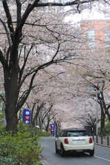 もうひとつの「桜坂」、六本木さくら坂。