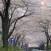 もうひとつの「桜坂」、六本木さくら坂。