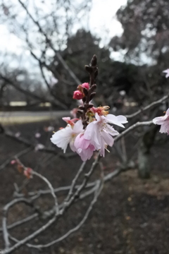 久しぶりの桜色。