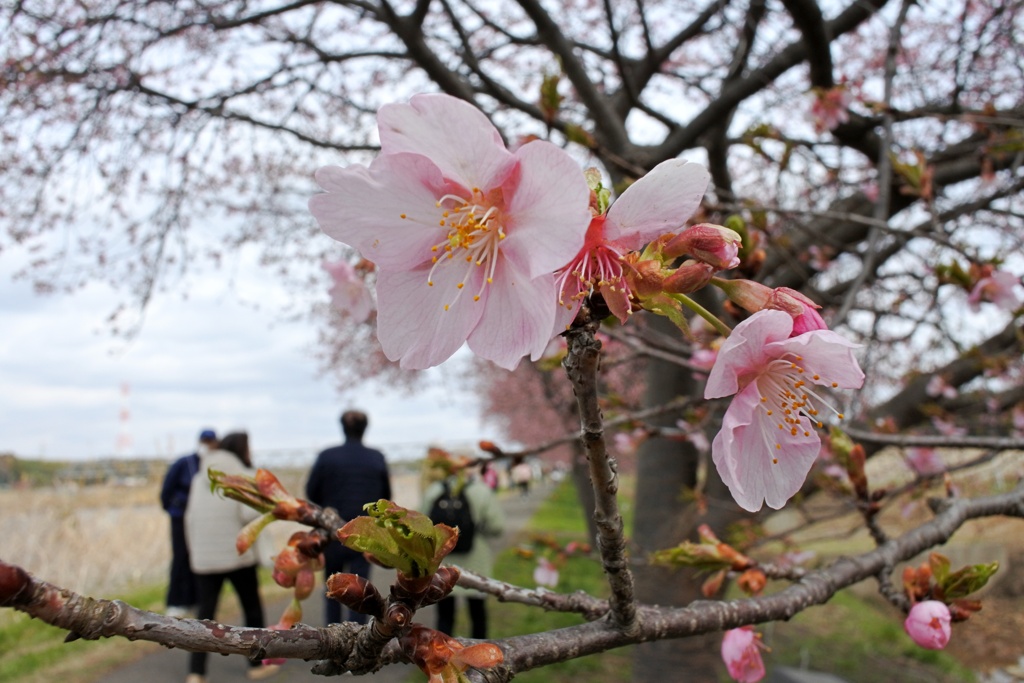 新川千本桜。