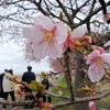 新川千本桜。