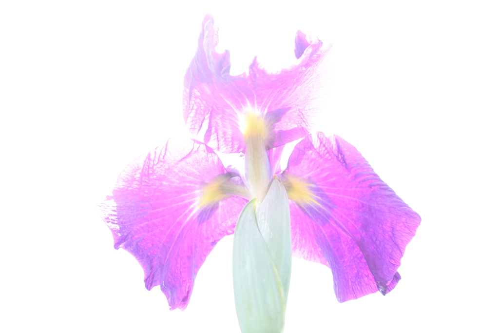 早咲きの花菖蒲 棚田の藤桜。