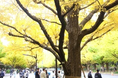 黄葉（こうよう、あるいは　もみじ）。