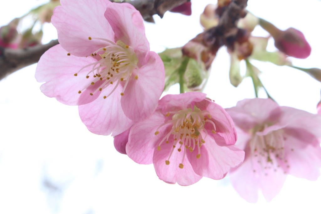 花曇り。