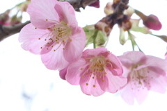 花曇り。