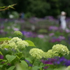 千葉のあじさい寺 本土寺の紫陽花と花菖蒲コラボ。