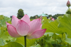 蓮の花。