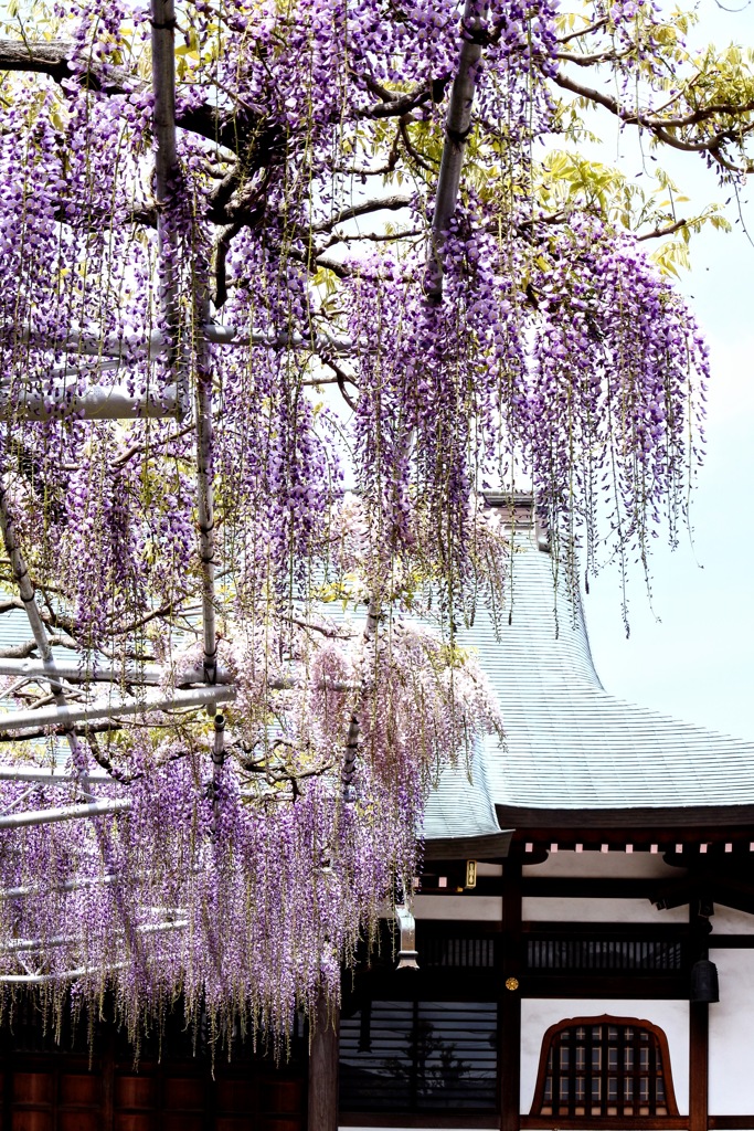 市川市高圓寺の藤棚。