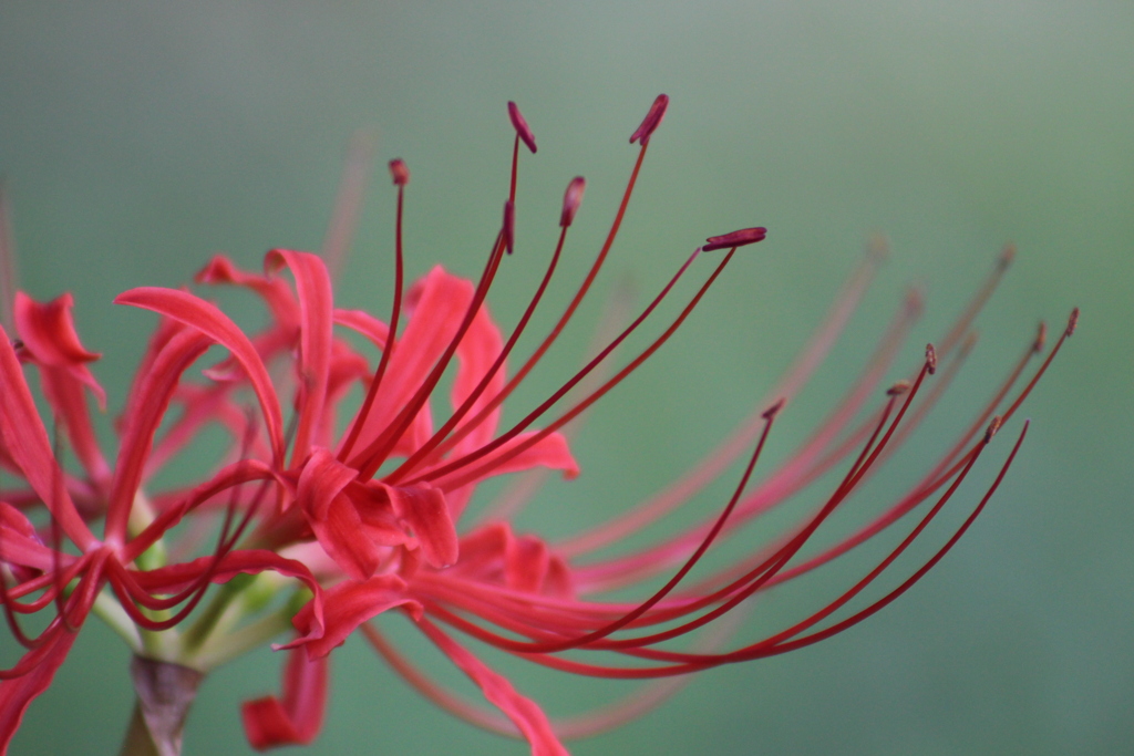 紅 と 真紅と。