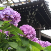 あじさい神社。