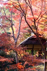 つつじ茶屋。