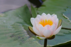 睡蓮咲いた。