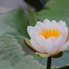 睡蓮咲いた。