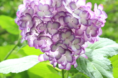 紫陽花。