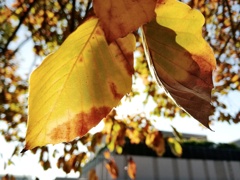 そうだ紅葉狩りに行こう。