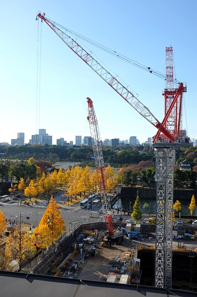 行幸通り銀杏並木。
