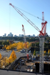 行幸通り銀杏並木。