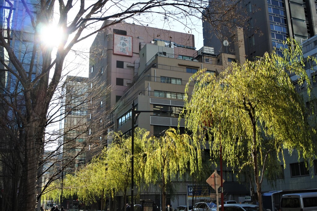 京橋柳通り。