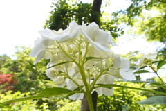 白紫陽花。