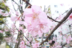 桜咲く。