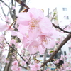 桜咲く。