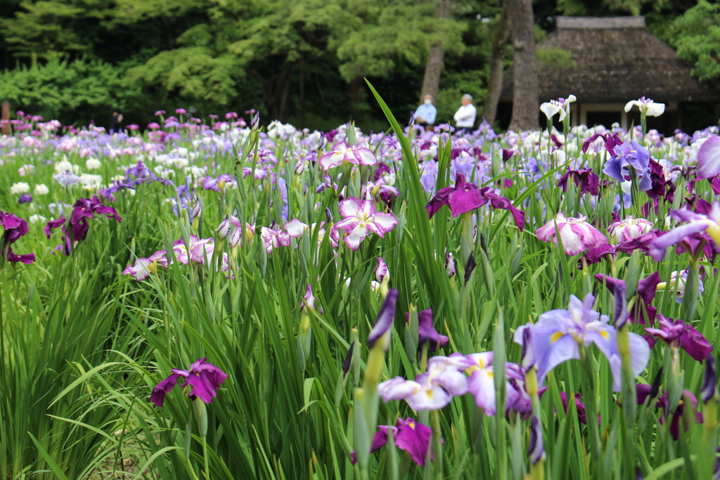 小石川後楽園花菖蒲。