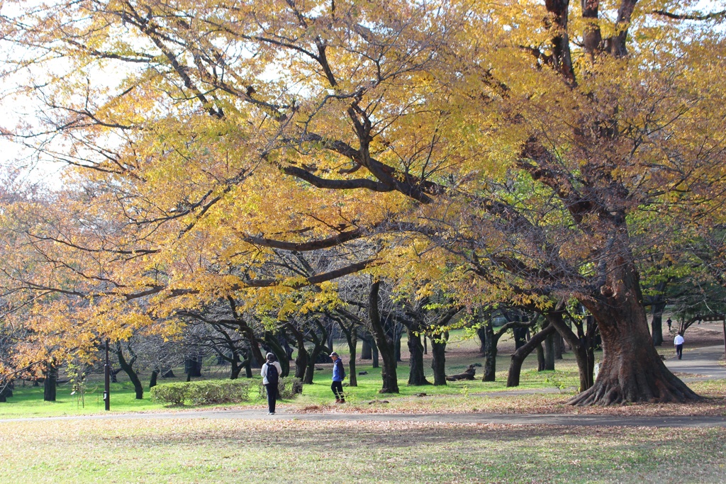 都心の紅葉 見頃一番乗り。