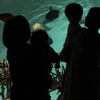 水族館。