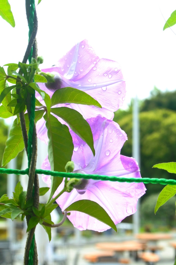 雨上がり。
