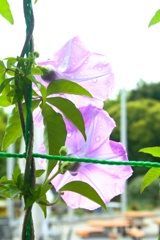 雨上がり。