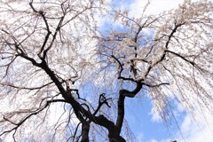 日本橋 しだれ桜