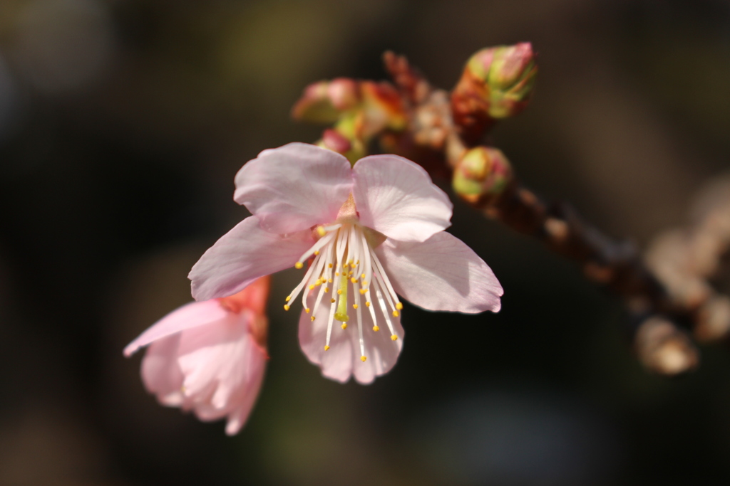 寒桜。