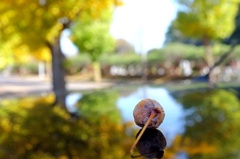 ボコんと落ちた銀杏の実、Noneの屋根。