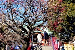 亀戸天神梅まつり。