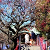 亀戸天神梅まつり。