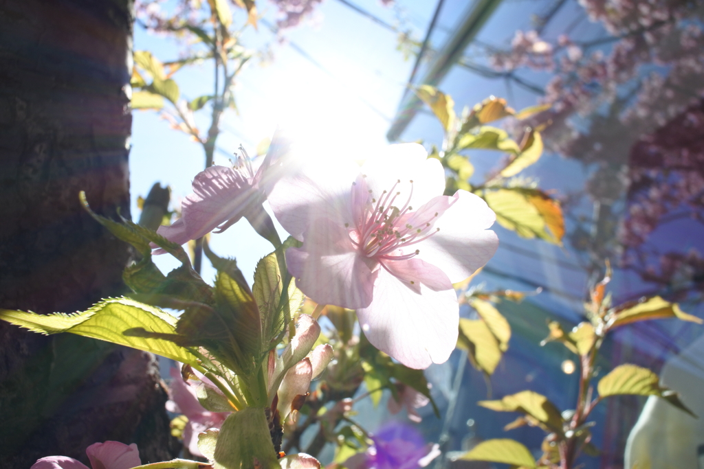 連投最後＾＾； 葉桜 神宮前4-9。