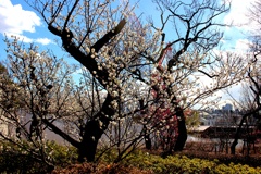 梅ヶ丘。