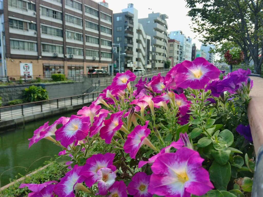 KODAK PIXPRO C1 で撮ってみた。